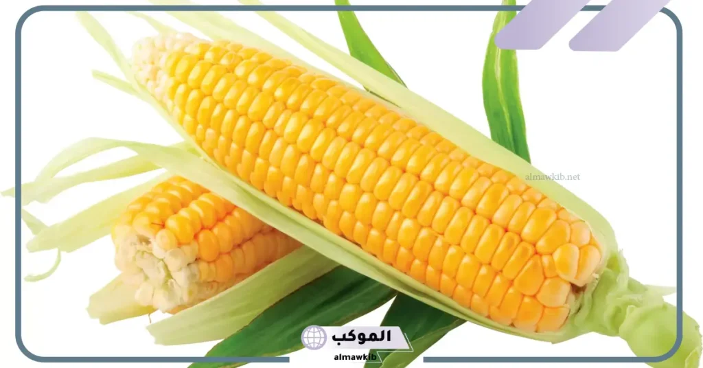 تفسير حلم اكل الذرة في المنام أو رؤيتها لابن سيرين 5 أبرز دلالات رؤية الذرة في المنام