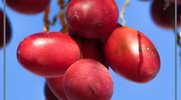 رؤية البلح في المنام