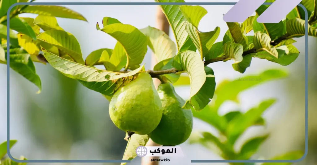 رؤية الجوافة في المنام للمتزوجة