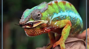 رؤية الحرباء