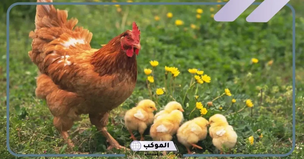 تفسير رؤية الدجاج في الحلم