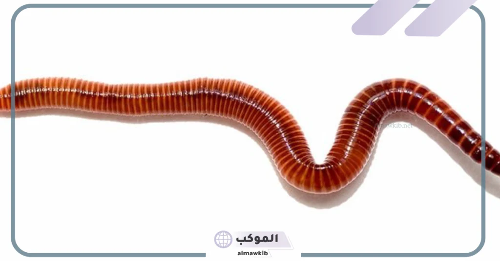 تفسير رؤية ماء به دود في المنام لابن سيرين بشرة على الرزق؟ 6 تفسير رؤية الدود الأحمر في المنام