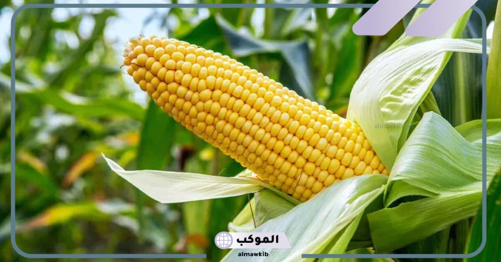 تفسير حلم حبوب الذرة الصفراء