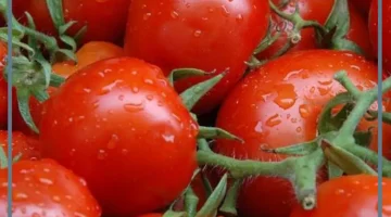 رؤية الطماطم