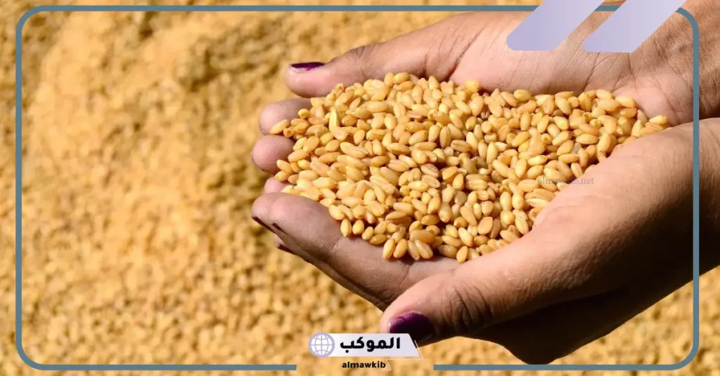 تفسير حلم رؤية القمح في المنام للعزباء والمتزوجة لابن سيرين 5 تفسير حلم رؤية القمح في المنام للعزباء