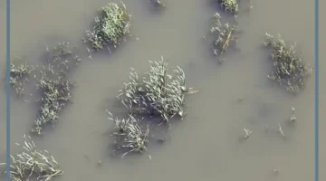 رؤية الماء العكر