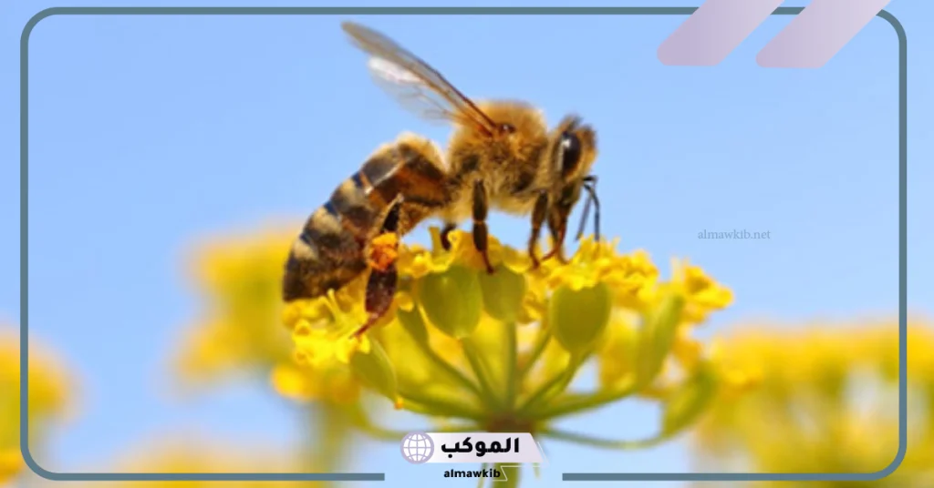 رؤية النحل في المنام للمتزوجة