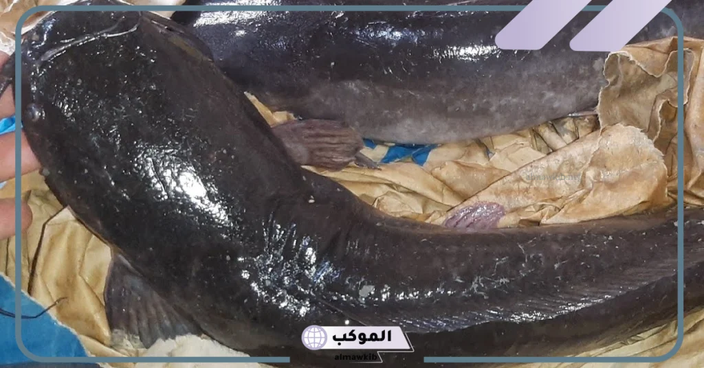 تفسير حلم القراميط الحية في المنام لابن سيرين للعزباء والمتزوجة 6 تفسير حلم القراميط للمطلقه