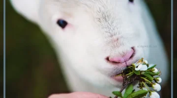 رؤية النعجة