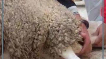 رؤية ذبح الخروف