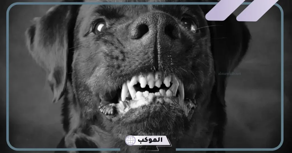 رؤية الكلاب تجري ورائي في المنام للمتزوجة