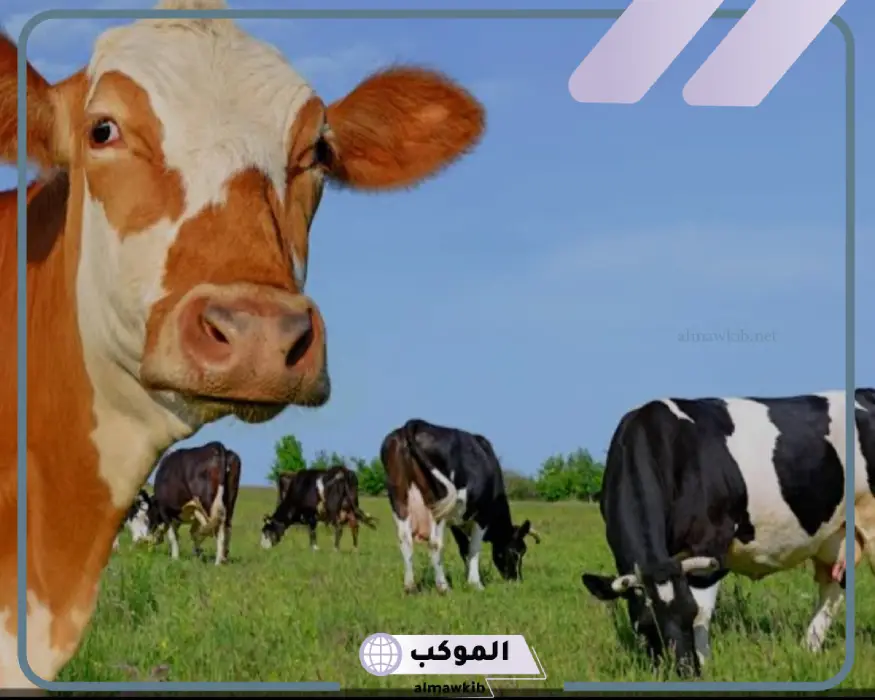 البقر في المنام لابن سيرين وأهم الخبراء