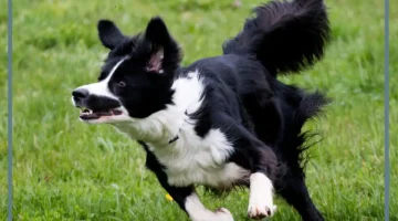 رمز المطاردة