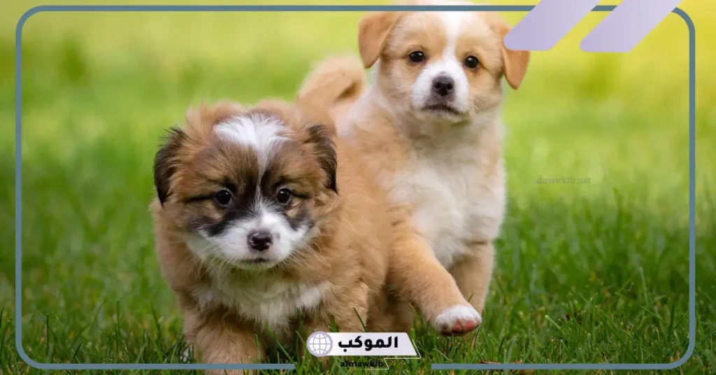 رؤية الكلاب الأليفة في المنام للعزباء