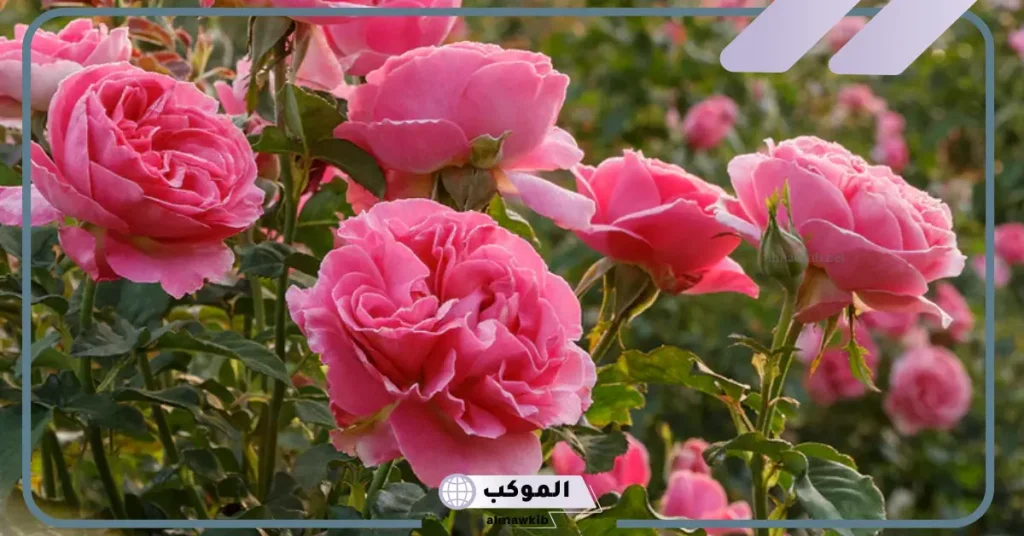 عبارة عن الورد تويتر