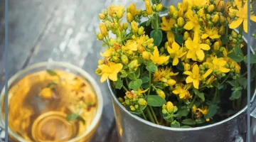 عشبة القديسين