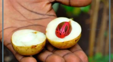 عشبة القورو