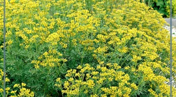 عشبة المدينة