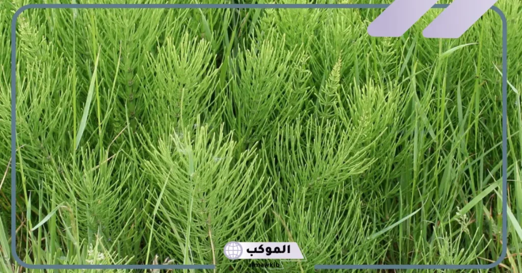فوائد عشبة ذيل الحصان