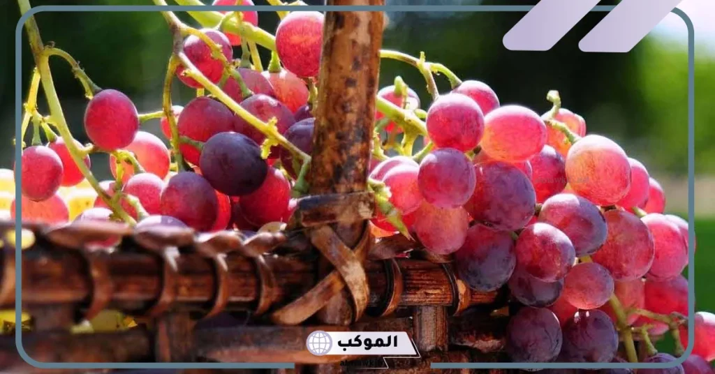 رؤية العنب الأحمر في المنام للمتزوجة 