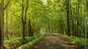 غابات السعودية