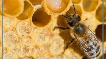 غذاء ملكات النحل
