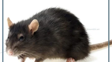 فئران في المنام