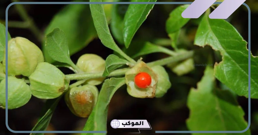 أضرار عشبة الاشواجندا للنساء