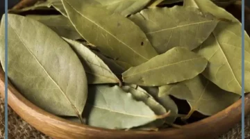 فوائد السدر للشعر