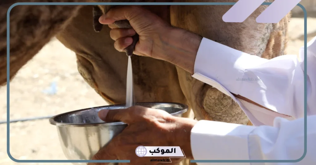 تجربتي مع حليب الابل على الريق بالفوائد والأضرار 5 فوائد حليب الإبل على الريق