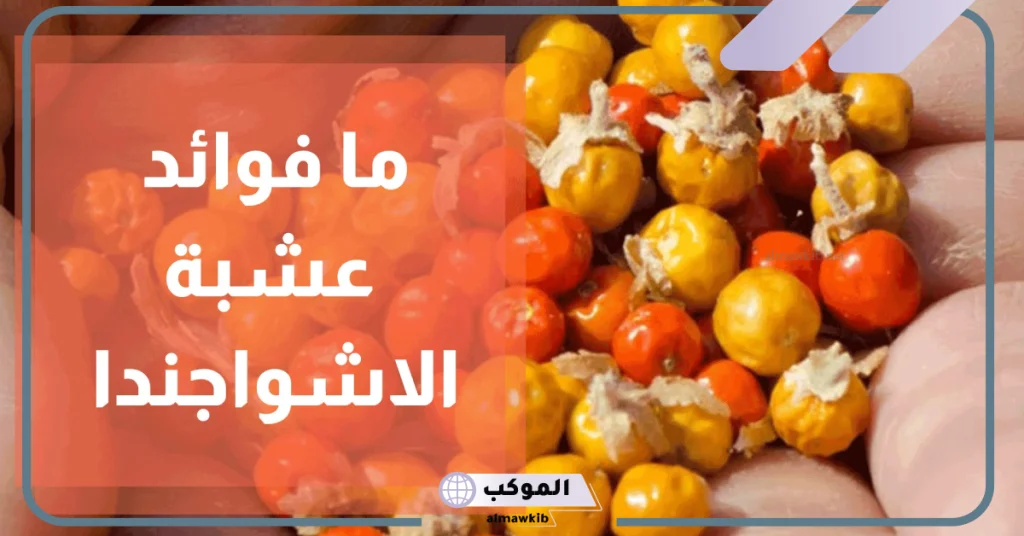 تجاربي مع عشبة الاشواجندا للأغراض المختلفة  