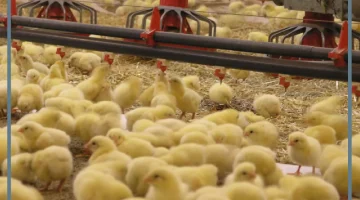 كتاكيت صغيرة