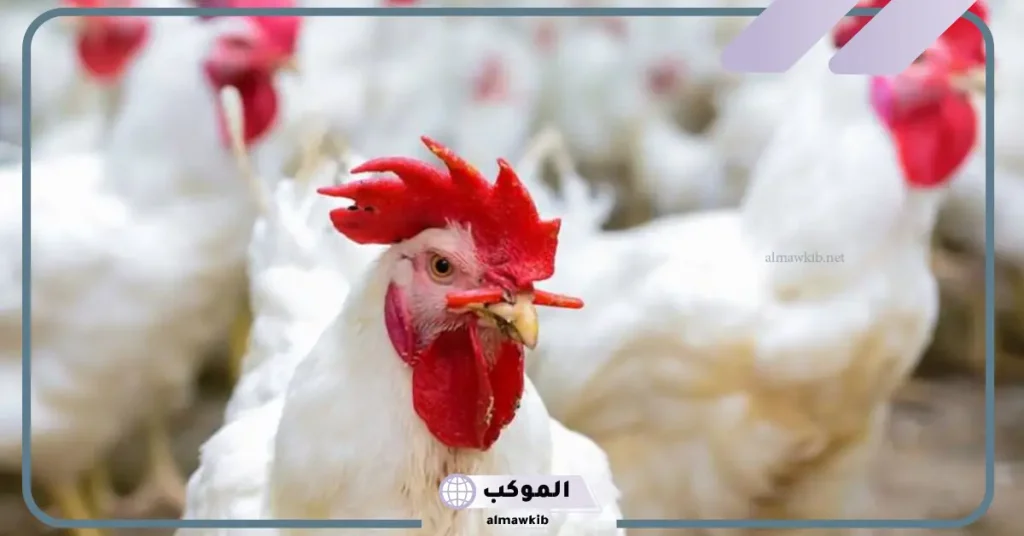 رؤية الدجاج الحي في المنام 