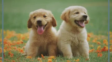 مشاهدة الكلاب