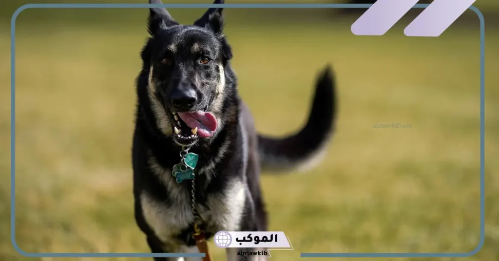 رؤية كلب يلاحقني في المنام للعزباء