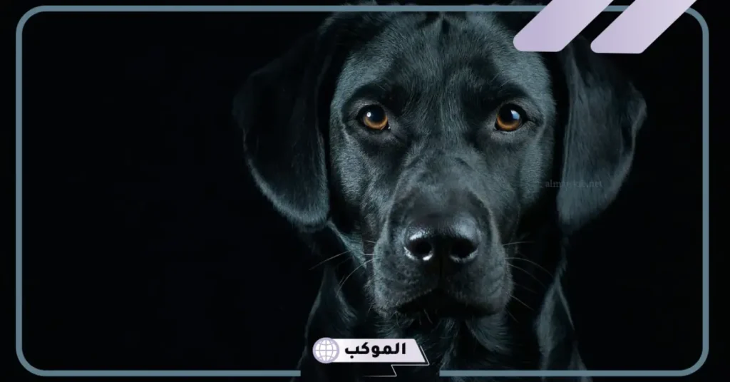 رؤية الكلاب في المنام والخوف منها للعزباء