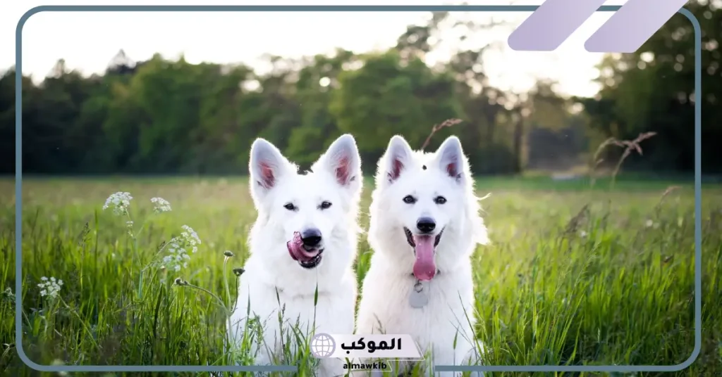 تفسير حلم الكلاب تجري ورائي للعزباء