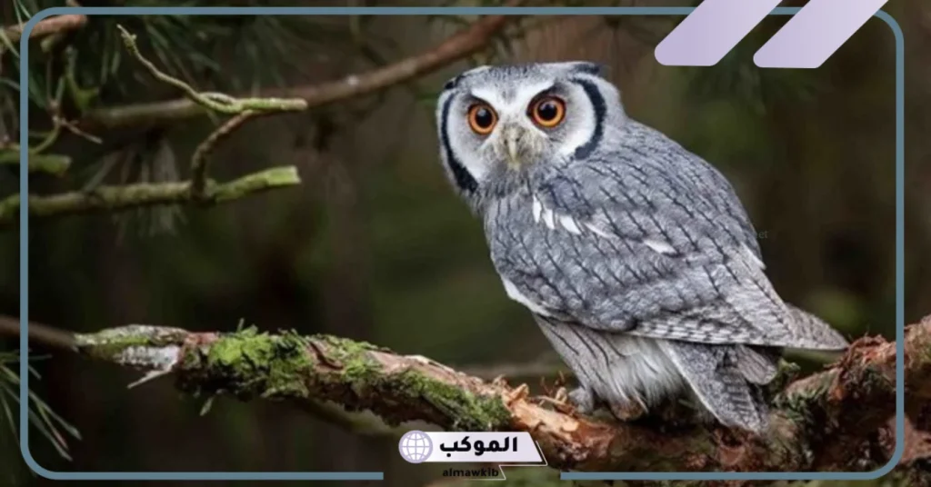 تفسير حلم البومة في المنام للعزباء