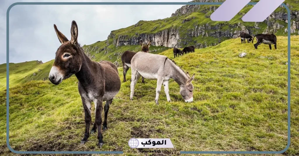 رؤية الحمار في المنام للرجل المتزوج