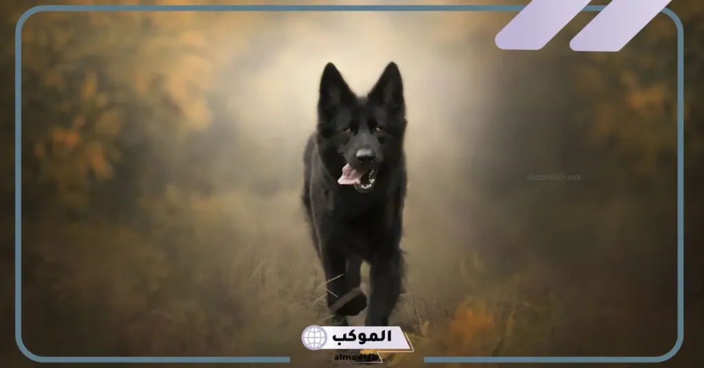 تفسير رؤية الكلاب تلاحقني في المنام للمتزوجة