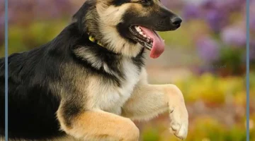 مهاجمة الكلب