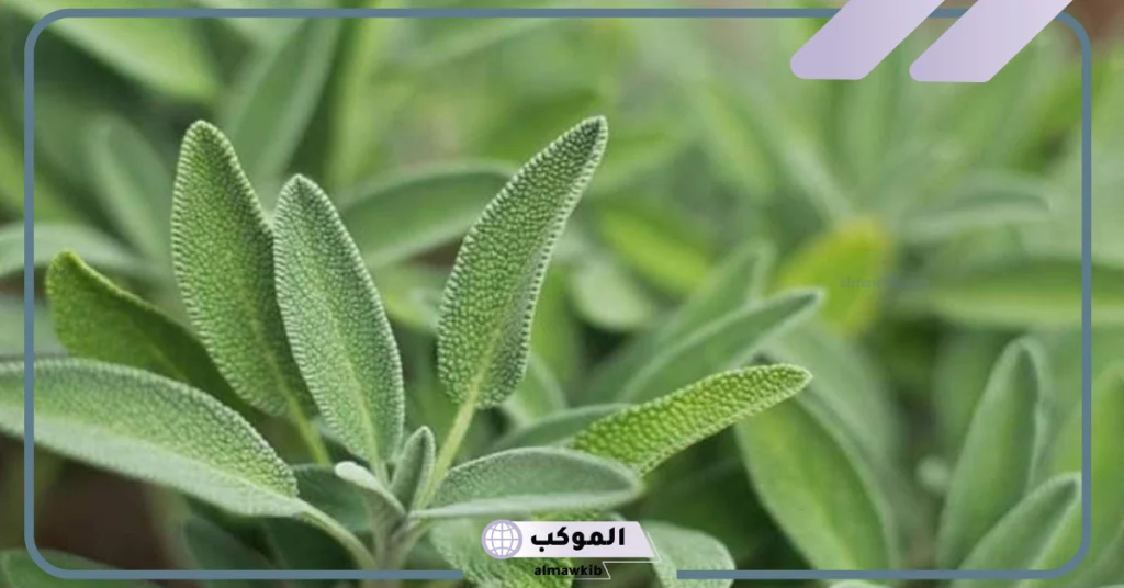 تجربتي مع الميرمية للحمل والنتيجة وفوائد تناولها يوميًا 6 تجربتي مع شرب الميرمية يوميا