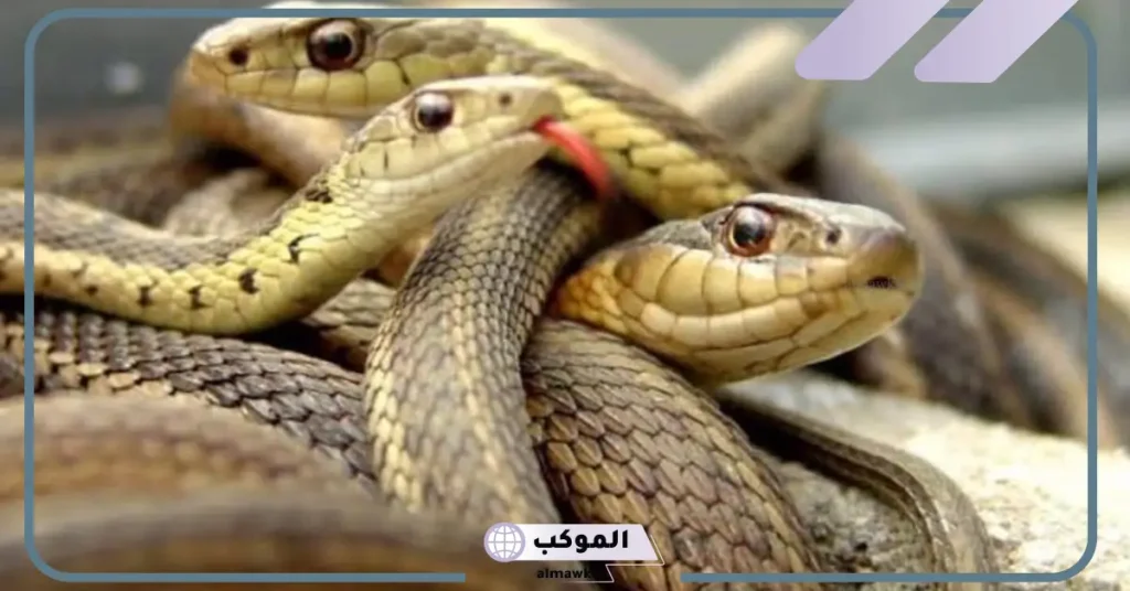 تفسير حلم رؤية الثعابين في المنام بمختلف ألوانها لابن سيرين 5 رؤية الثعبان في المنام للرجل المتزوج
