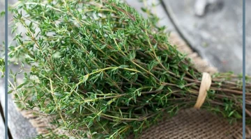 هل عشبة المدينة مفيدة للحمل