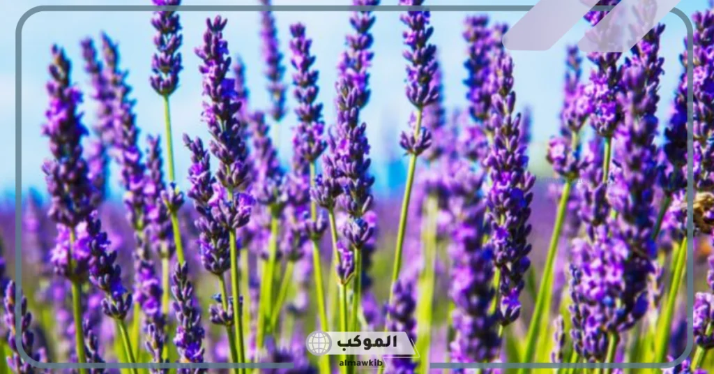 نبات بحرف الضاد 