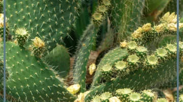 اكل الصبار في الحلم