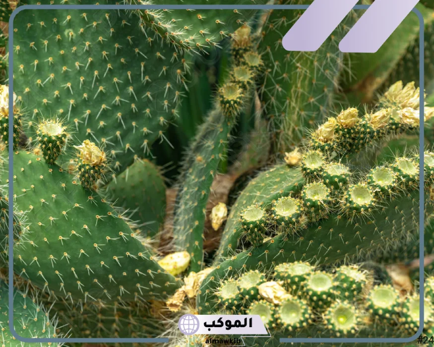 رؤية نبات الصبار في المنام لابن سيرين