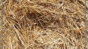 التبن في الحلم