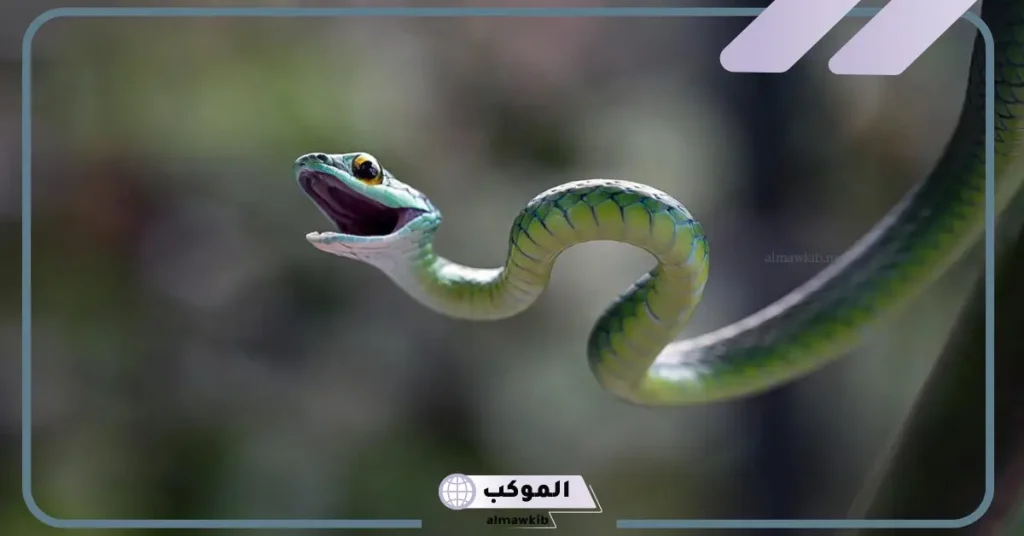 تفسير حلم رؤية الثعبان الصغير في المنام لابن سيرين في المنزل للعزباء والمتزوجة 5 رؤية الثعبان في المنام للمتزوجة