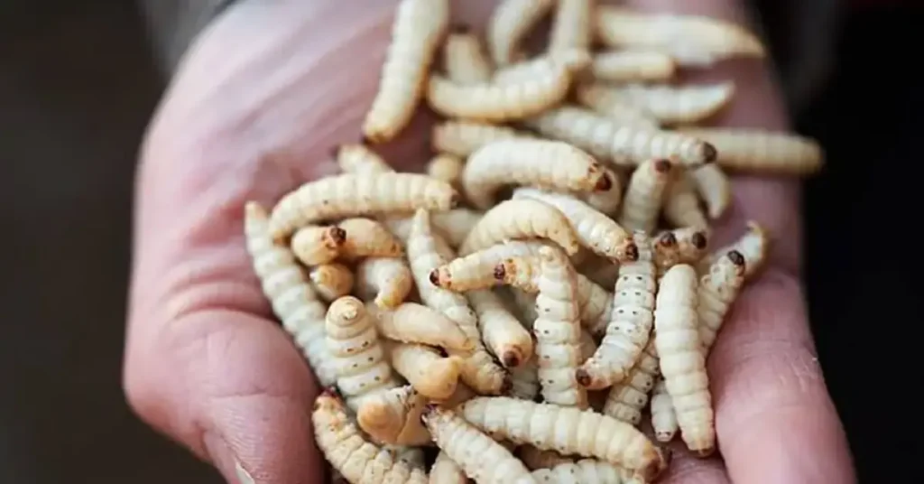 رؤية حلم الدود في الأكل في المنام للعزباء والمتزوجة لابن سيرين 6 رؤية الديدان في المنام للمتزوجه